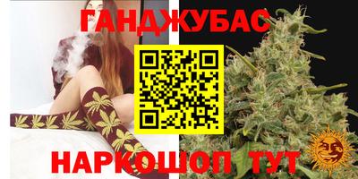 индика Кингисепп
